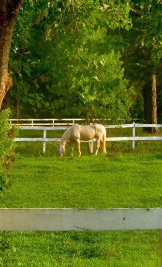 Grazing Horse at Two Stride Farm