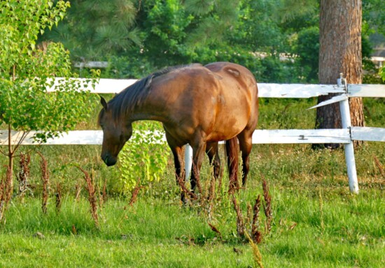 Grazing Horse in Early Morning Light