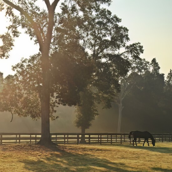 A Horse Grazing at Augusta Pines Farm