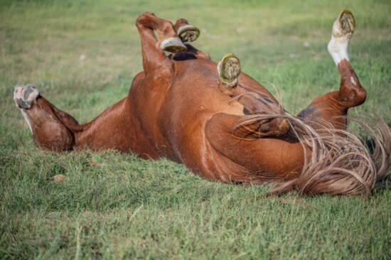 A roll in the hay