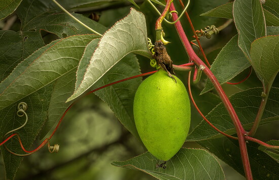 Maypop on a vine. 