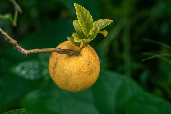 A hardy orange. 