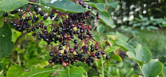 An elderberry shrub. 