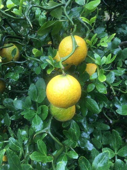 Hardy oranges. Photo Credit: Micah LeMon