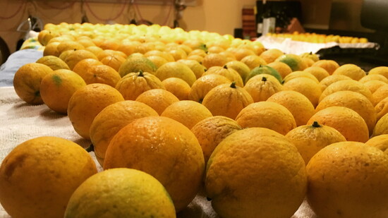 Hardy oranges. Photo Credit: Micah LeMon
