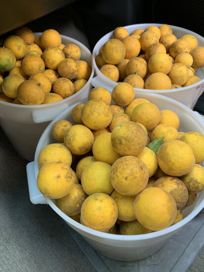 Foraged hardy oranges. Photo Credit: Micah LeMon