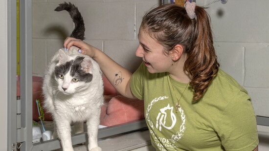 Kitty for Adoption
