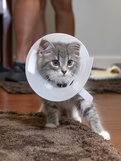 Kitten from the Wellness Clinic