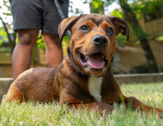 Sunny, about six months old, is available for adoption through Tulsa SPCA.