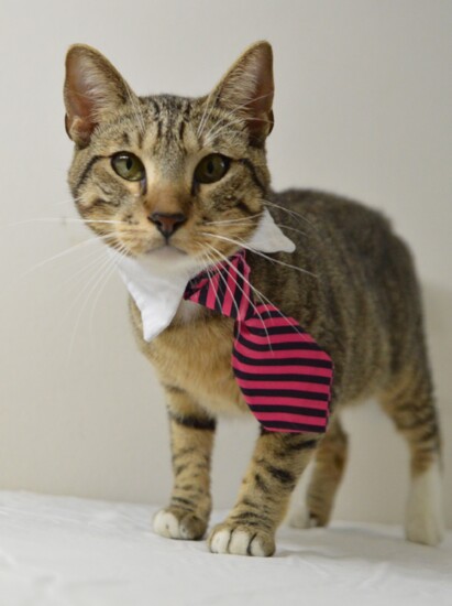 Note that pets shown here are examples of the local adoptables.