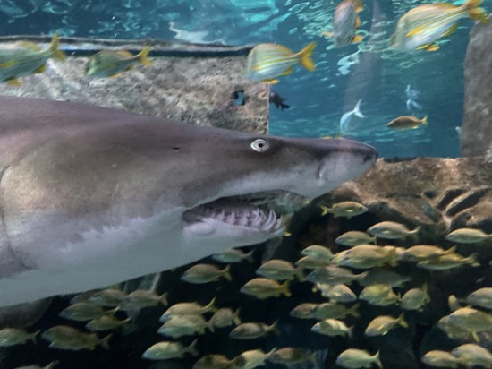 See sharks swim over your head at the Ripley's Aquarium, named TripAdvisor's No. 1 aquarium in North America.