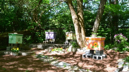 Painted bee hives at Larkspur Farms 