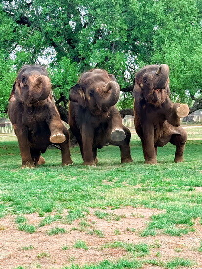 The Preserve elephants are happy to see you.