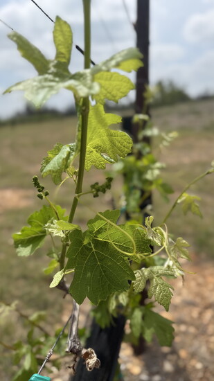 Covington Cellars