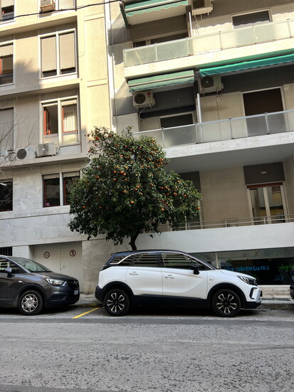 An orange tree adding life to the concrete world of Athens.