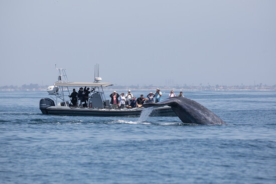 Visit Newport Beach