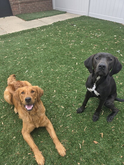 Bama with his training buddy, Moses (on left). 
