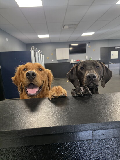 Bama with his training buddy, Moses (on left). 
