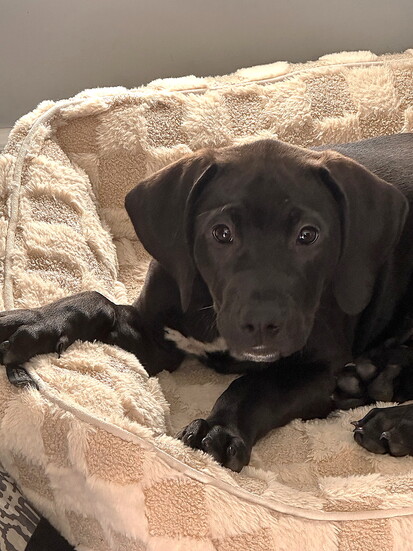 Beloved Baby Bama