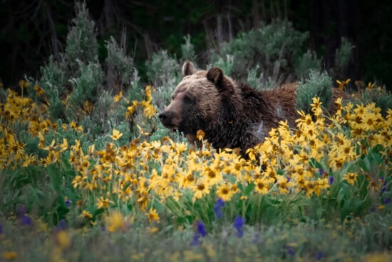 Grizzly bear in spring