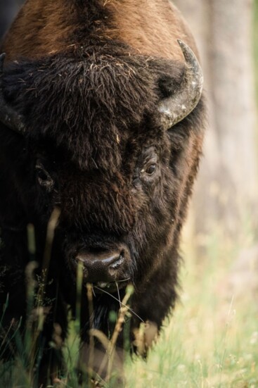 American bison 