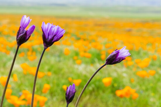 Blue Dicks (Dichelostemma capitatum)