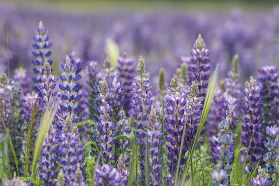 Lupine (Silver or Sky Lupine)