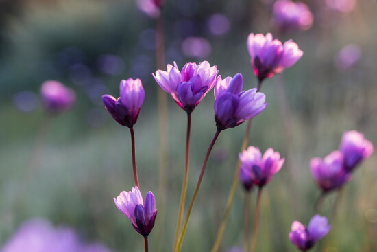 Blue Dicks (Dichelostemma capitatum)