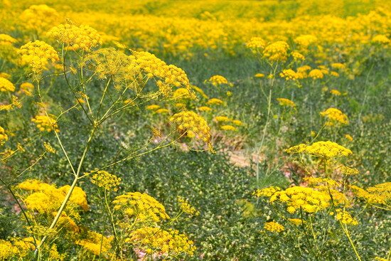 Wild Mustard