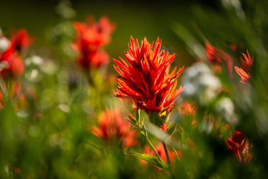 Indian Paintbrush