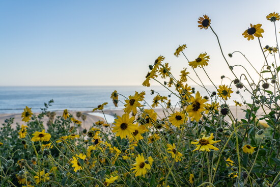 Bush Sunflower (California Bush Sunflower)
