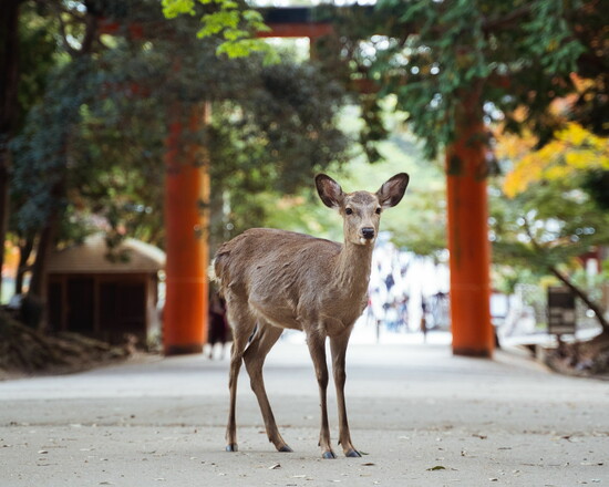 Nara Park