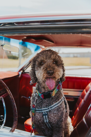 Isabelle ready to take the Ford Galaxie for a spin.