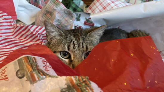 Milo the Cat. Provided by Savanna Romano.