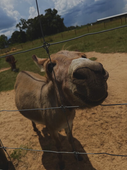 Holland Farms