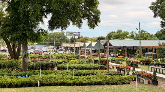 Featured image for FROM OUR FIELDS TO THE PENSACOLA TABLE