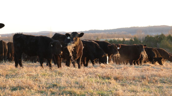 Photo by Farmer Morris Holleman