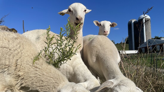 Featured image for From Pasture to Plate