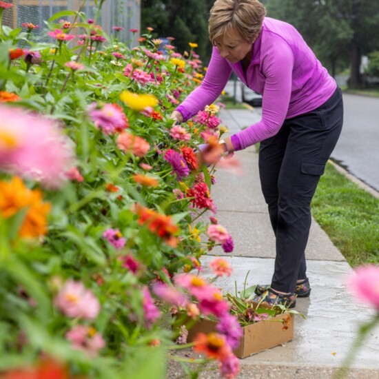  The Ho-Ho-Kus Community 'Pollinator Garden'