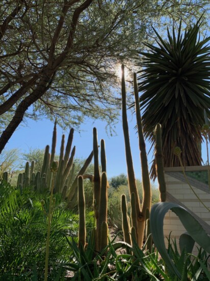 The Desert Botanical Garden, Scottsdale, Arizona