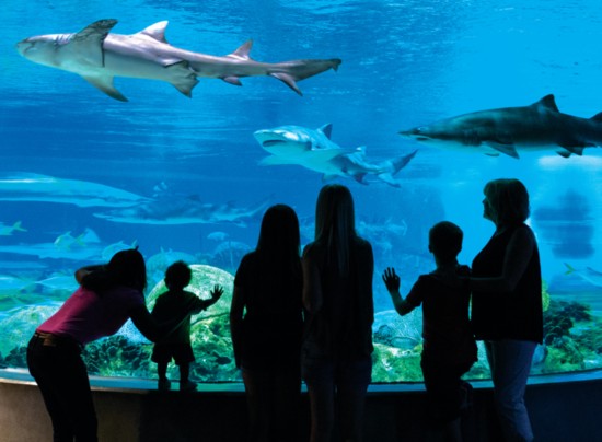 Stop by the Deep Ocean exhibit.