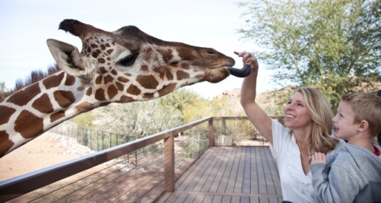 View giraffes from an observation deck.