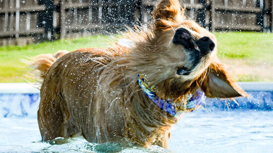 A backyard pool is even fun for the doggos!