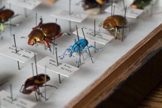 May Nature Museum