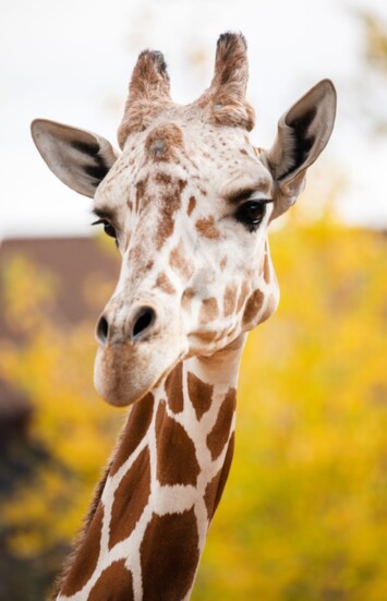 Cheyenne Mtn Zoo