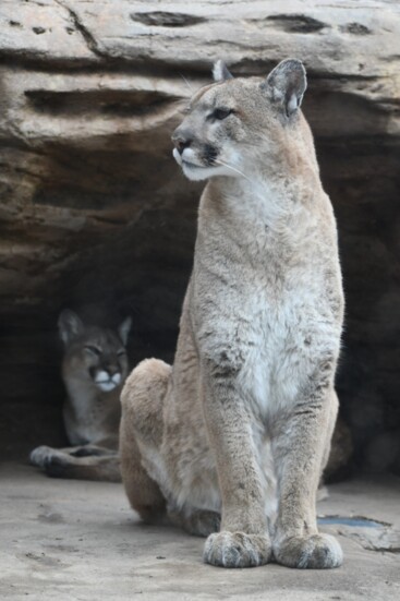 Cheyenne Mtn Zoo