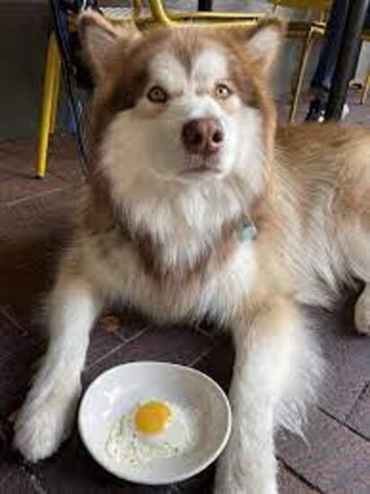 Photo Credit - Bring Fido