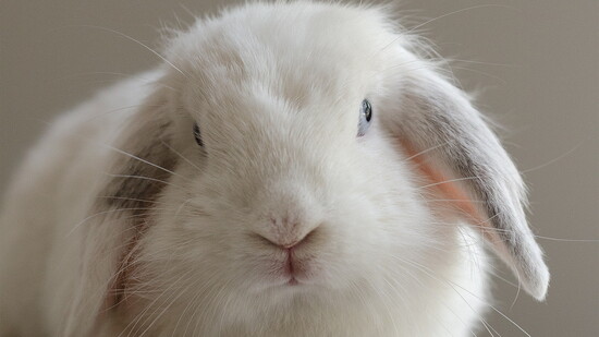 Jennifer Deen, Georgia House Rabbit Society