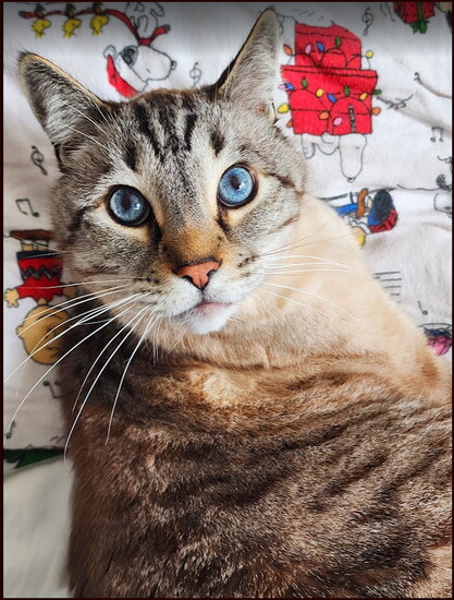 Sinatra