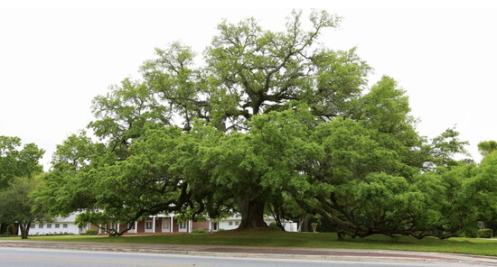  Twentieth Century Live Oak, Dedication by City of Gainesville, April 2